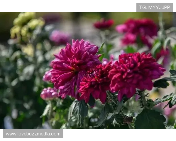 凯发娱乐官网真人游戏:体验最真实的线上娱乐盛宴,尽享多样化的真人游戏玩法